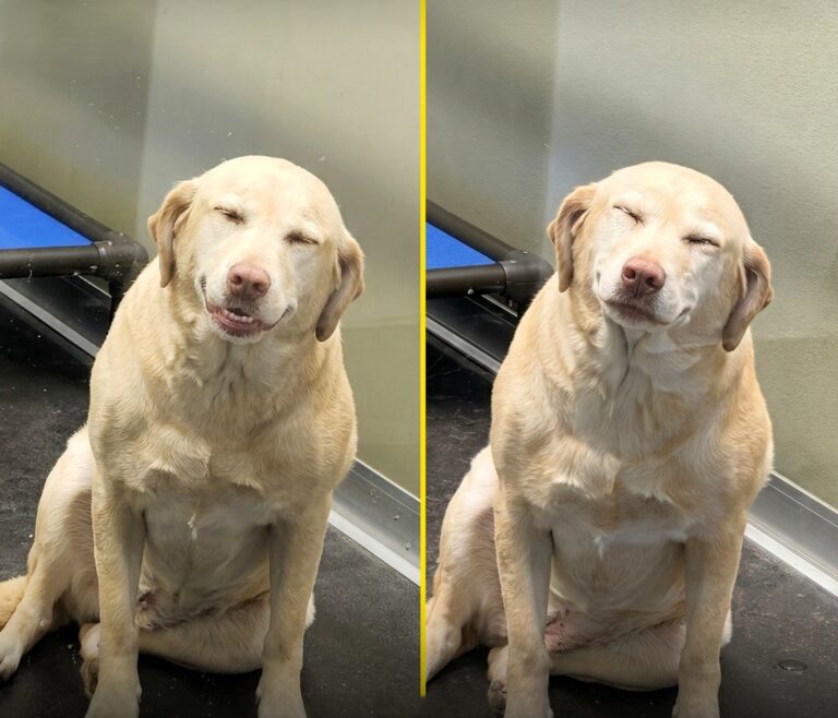 The Shelter Puppy Who Learned to Smile for a Home