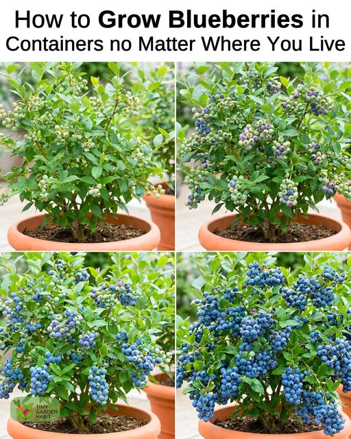 How to Grow Blueberries in Containers Step-by-Step