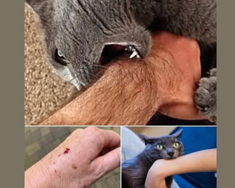 What Your Cat Biting You Actually Means 😼