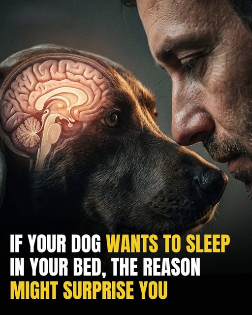 Why Your Pet “Steals” Your Spot