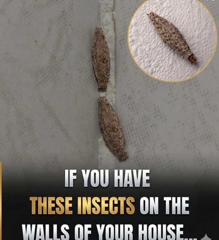 I didn’t know what those were