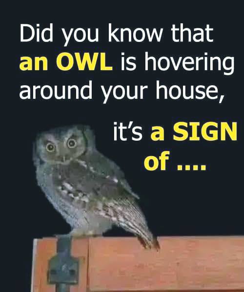 Did You Know Owls Sometimes Hover Near Homes? Here’s What It Means