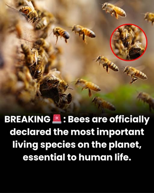 Bees may be small, but their impact on our world is enormous.