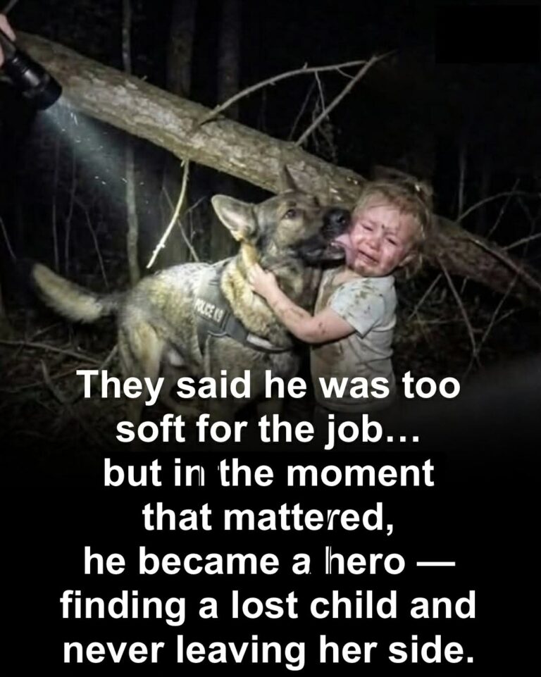 Rejected for Being ‘Too Kind’… Then He Did the Unthinkable